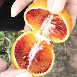 塔羅科血橙批發(fā)市場(chǎng)分析 果園直供，早熟品種價(jià)格行情與優(yōu)質(zhì)商家推薦