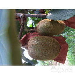 從田間到餐桌 獼猴桃鮮果批發(fā)產(chǎn)業(yè)鏈的深度解析與市場(chǎng)機(jī)遇